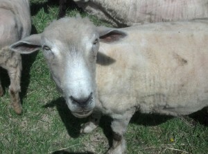 The sheep of Cupcake Ranch (the Harveyville Project herd) are a delight.